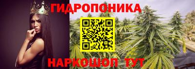 крисы Пенза