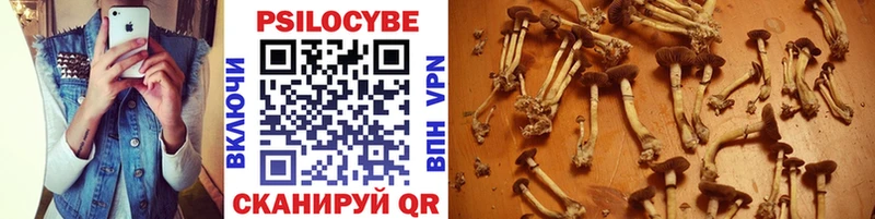 Галлюциногенные грибы Psilocybe  мега сайт  Тольятти  где найти  